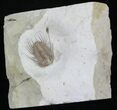 Large Kettneraspis Trilobite - Oklahoma #27441-1